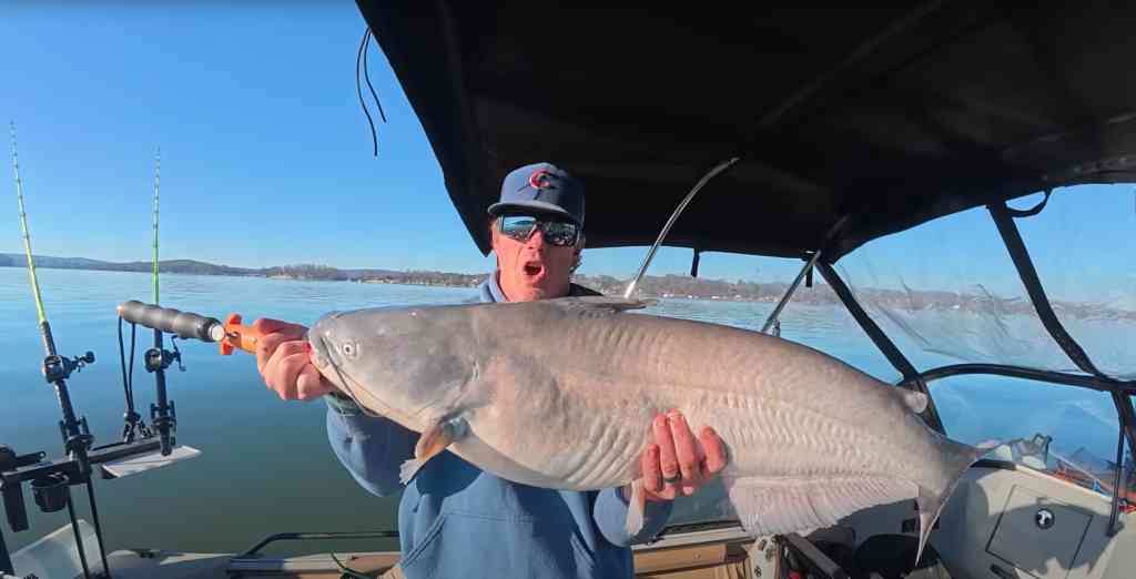 Spencer Bauer lifts a big blue catfish in his boat on a clear winter day.